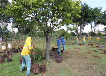 Primeira microfloresta de Campinas começa a ser implantada nesta sexta