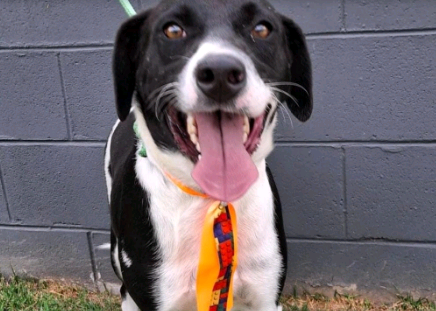 Campinas tem Feira de Adoção de Animais na Lagoa do Taquaral