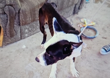 Mulher é presa em Jaguariúna após flagrante de maus-tratos a animais