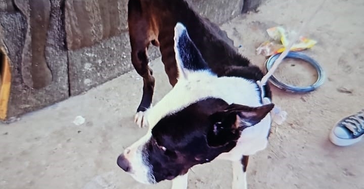 Mulher é presa em Jaguariúna após flagrante de maus-tratos a animais