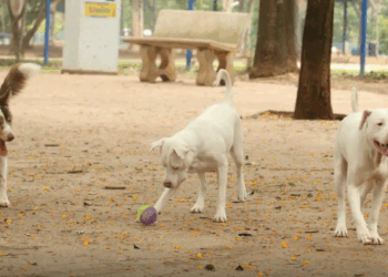 Saiba como funciona o SinPatinhas, novo RG Animal para cães e gatos