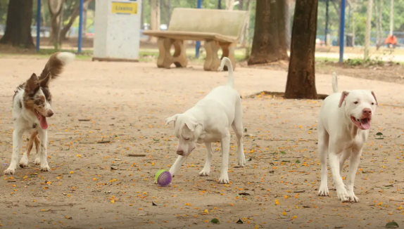 Saiba como funciona o SinPatinhas, novo RG Animal para cães e gatos