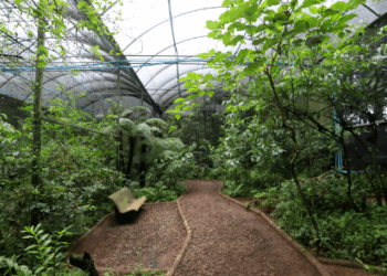 Caminhada ‘Farmácia na Floresta’ apresenta ervas medicinais da Mata de Santa Genebra