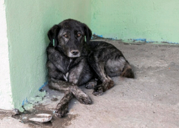 Abril Laranja: mais de 185 mil animais vítimas de maus-tratos exigem ação imediata