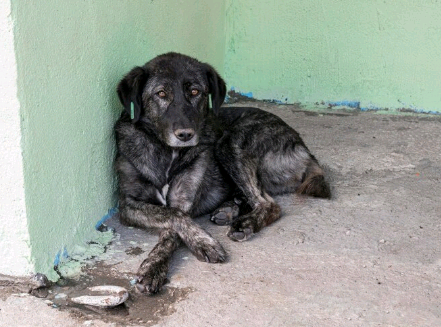 Abril Laranja: mais de 185 mil animais vítimas de maus-tratos exigem ação imediata