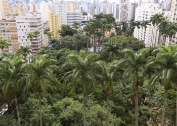 Campinas é 4ª colocada em arborização entre cidades com mais de 1 milhão de habitantes