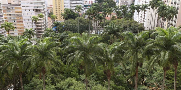 Campinas é 4ª colocada em arborização entre cidades com mais de 1 milhão de habitantes