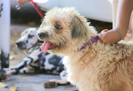 Agendamento de castração gratuita começa nesta segunda na região da Vila Castelo Branco