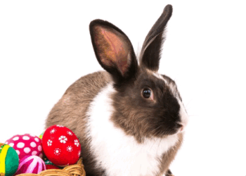 Pets na Páscoa:  chocolate, pistache e adoção de coelhos exigem atenção