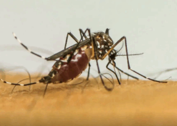 Brasil ultrapassa 1 milhão de casos prováveis de dengue em 2025