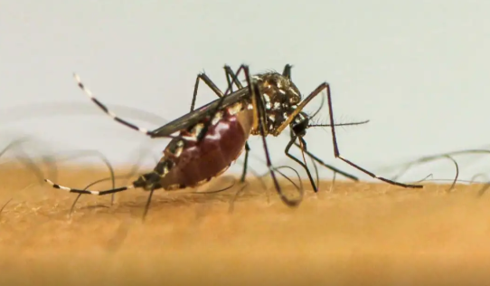 Brasil ultrapassa 1 milhão de casos prováveis de dengue em 2025