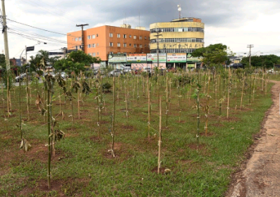 1ª microfloresta urbana de Campinas é concluída no Balão do Laranja