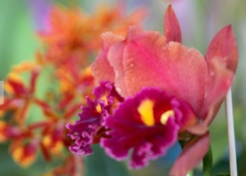 Bosque dos Jequitibás recebe Festival de Orquídeas, Suculentas e Jardins; veja datas