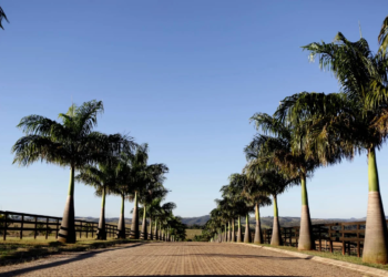 Partes de um corpo são achadas em açude de haras em Campinas