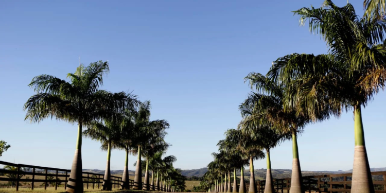 Partes de um corpo são achadas em açude de haras em Campinas