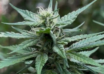 Unicamp: especialistas pedem à Anvisa novas regras para uso medicinal da cannabis