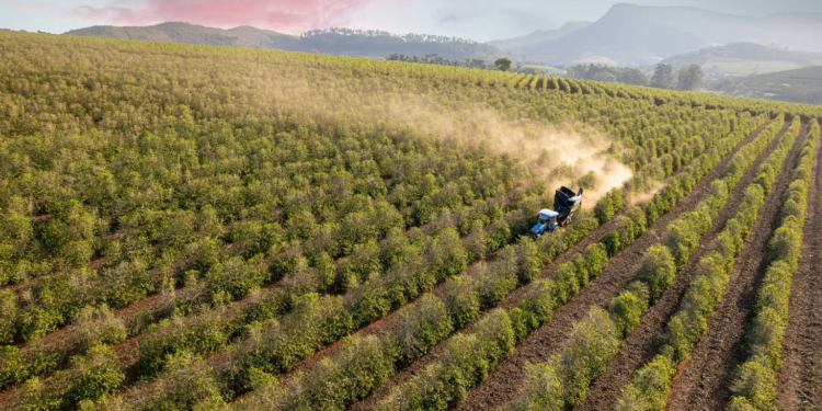 Rotas do Café: conheça as atrações turísticas do café em São Paulo