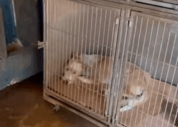 Sindicato denuncia precariedade no DPBEA; Prefeitura promete novo espaço para os animais