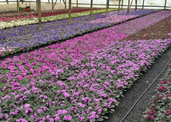 Produtores ampliam oferta para atender demanda do Dia das Mães