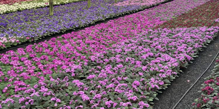 Produtores ampliam oferta para atender demanda do Dia das Mães