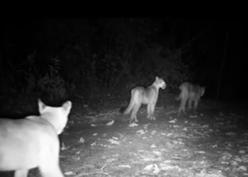 Mata de Santa Genebra divulga imagem rara de mamãe onça com filhotes