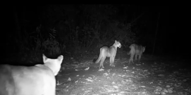 Mata de Santa Genebra divulga imagem rara de mamãe onça com filhotes