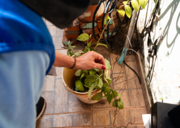 Valinhos confirma primeira morte por dengue em 2025