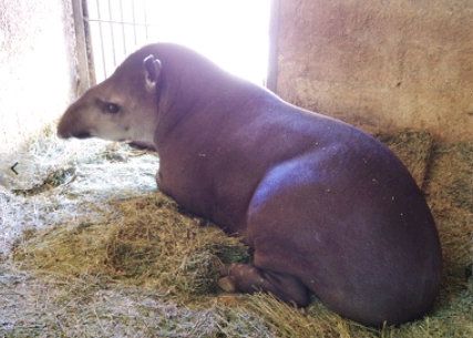 Animais do Bosque dos Jequitibás recebem cuidados extras para proteção contra o frio