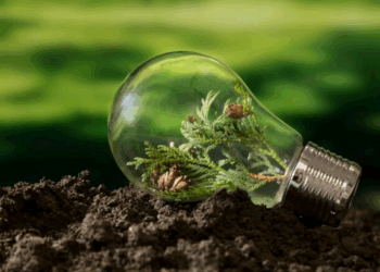 Artigo – Multas ambientais: pagar ou converter? – por Vinicius Laender e Cecília Viveiros