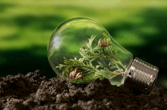 Artigo – Multas ambientais: pagar ou converter? – por Vinicius Laender e Cecília Viveiros