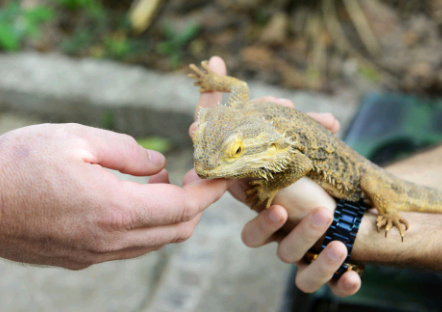 Campinas terá nova edição do Bosque Interativo neste sábado; evento é gratuito