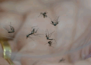 Saúde de Campinas reforça ações contra o Aedes aegypti em 24 bairros