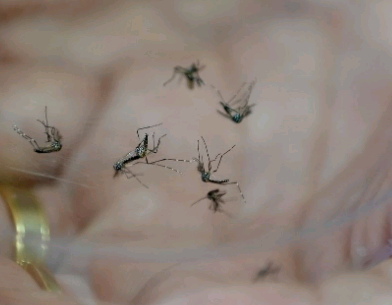 Saúde de Campinas reforça ações contra o Aedes aegypti em 24 bairros