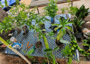 Sala dos Toninhos recebe eventos Flipei e Escambo Verde neste sábado