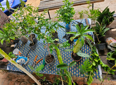 Sala dos Toninhos recebe eventos Flipei e Escambo Verde neste sábado