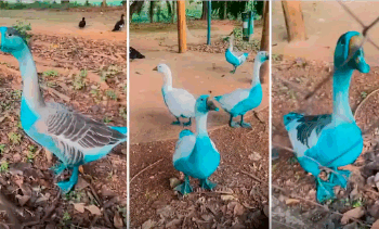 Jundiaí apura vazamento de corante que tingiu aves em parque