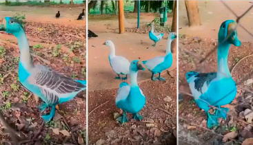 Jundiaí apura vazamento de corante que tingiu aves em parque