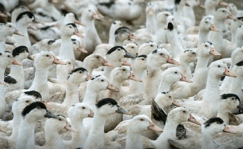 Mortes de gansos e patos em zoológico no RS foram por gripe aviária