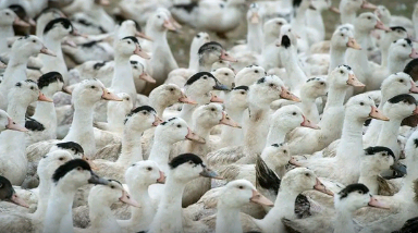 Mortes de gansos e patos em zoológico no RS foram por gripe aviária