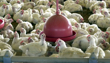 Agricultura confirma caso de gripe aviária em município do RS