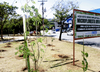 Microflorestas: implantação avança em Campinas com 8º projeto na Prestes Maia