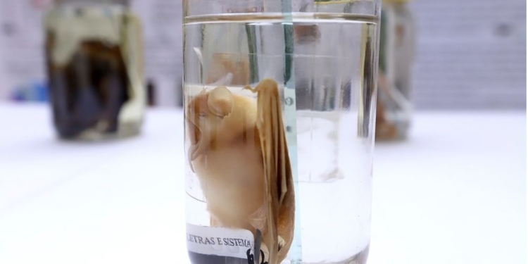 Ação orienta sobre prevenção à raiva e o que fazer ao encontrar um morcego