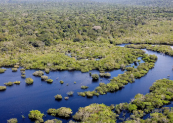 Desmatamento no Brasil caiu 32% em 2024; Pantanal liderou redução