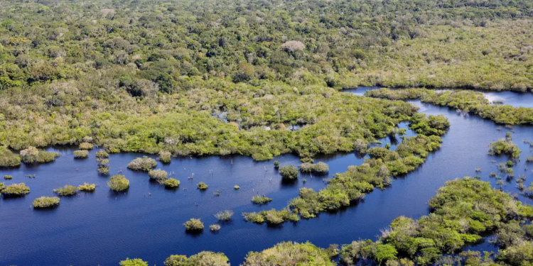 Desmatamento no Brasil caiu 32% em 2024; Pantanal liderou redução