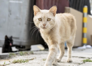Mulher é condenada no Interior de São Paulo após matar 26 gatos envenenados