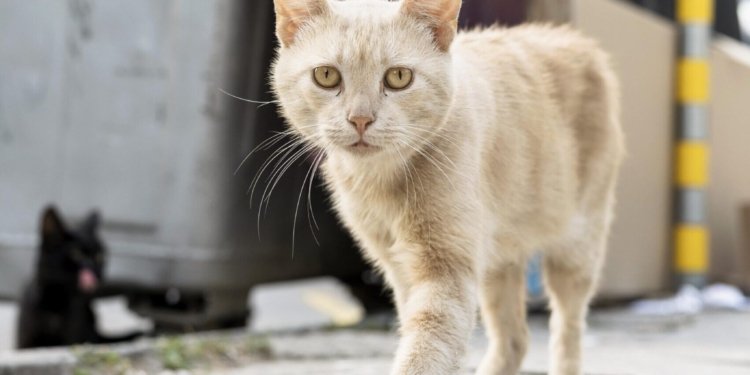 Mulher é condenada no Interior de São Paulo após matar 26 gatos envenenados