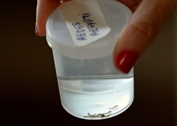 Campinas confirma mais oito mortes por dengue em 2025