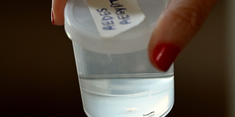 Campinas confirma mais oito mortes por dengue em 2025