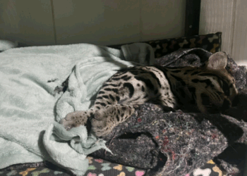 Jaguatirica é atropelada e morre após resgate em rodovia de Amparo