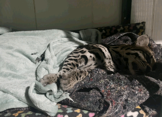 Jaguatirica é atropelada e morre após resgate em rodovia de Amparo